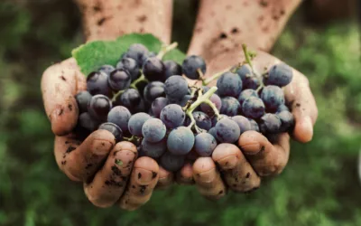 Natural Wine: Why you should make the Switch