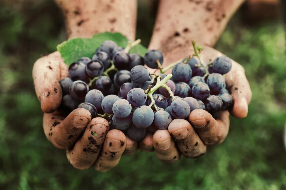 Natural Wine: Why you should make the Switch